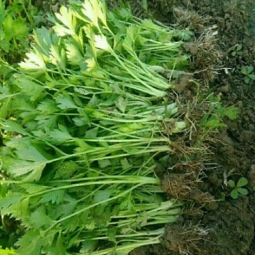 西芹苗法国皇后西芹苗，根粗易活。15～20cm