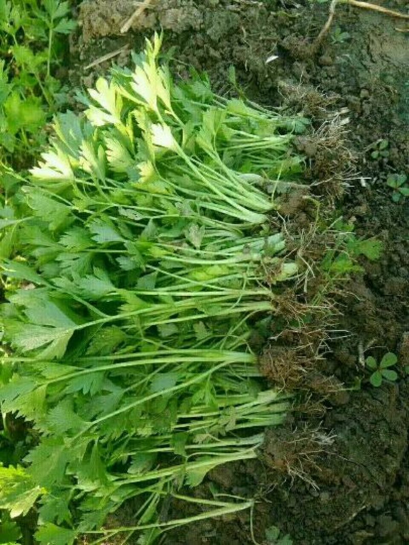 西芹苗法国皇后西芹苗，根粗易活。15～20cm