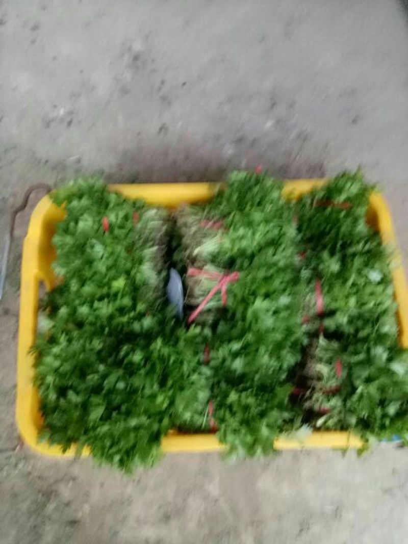 西芹苗法国皇后西芹苗，根粗易活。15～20cm