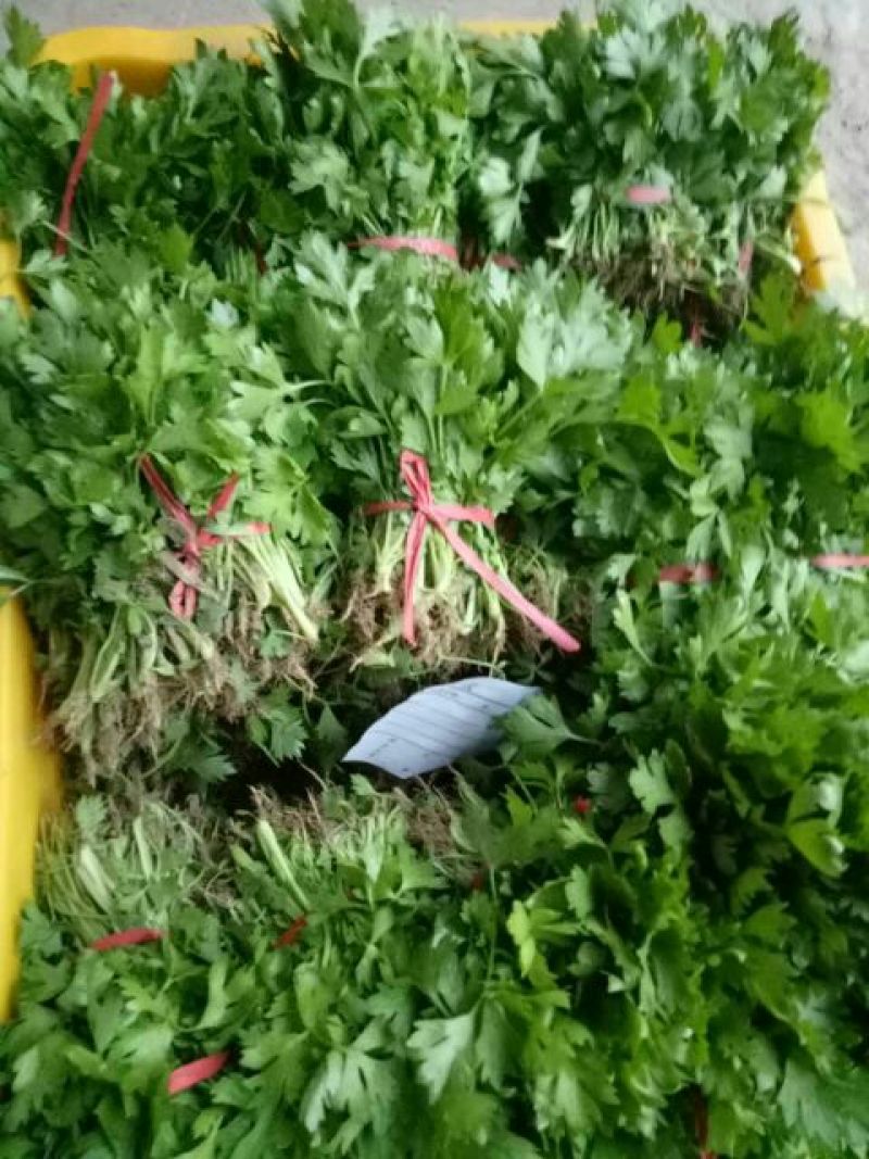 西芹苗法国皇后西芹苗，根粗易活。15～20cm
