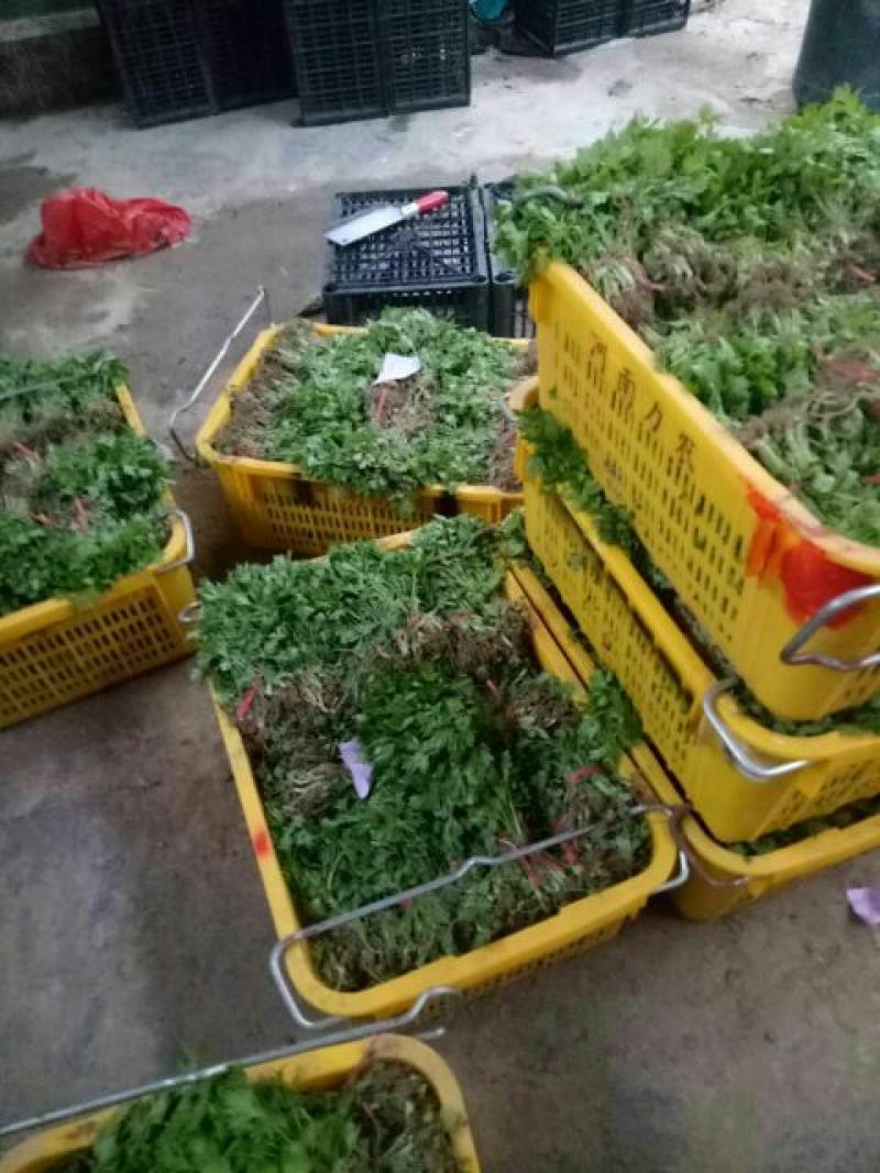 西芹苗法国皇后西芹苗，根粗易活。15～20cm