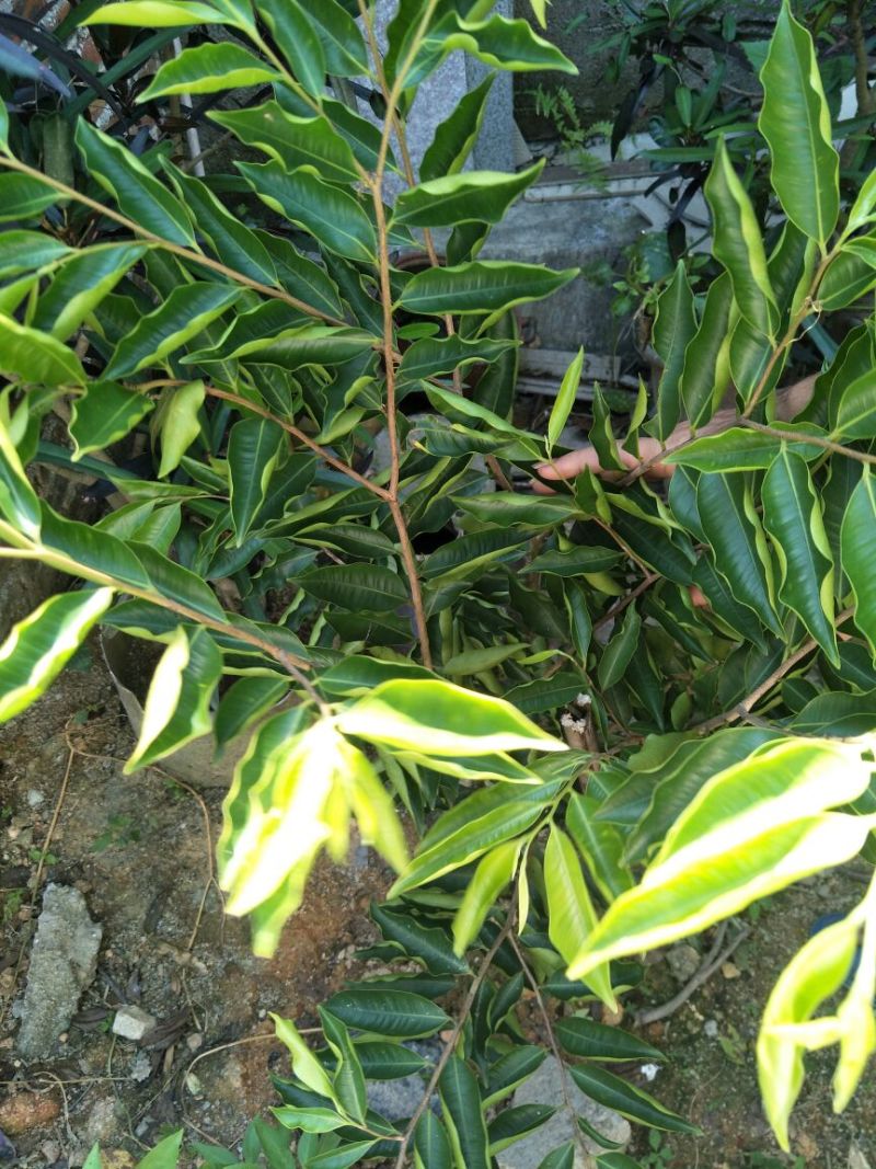 楠木20cm以上2~2.5m