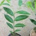 沉香绿奇楠苗10~19cm