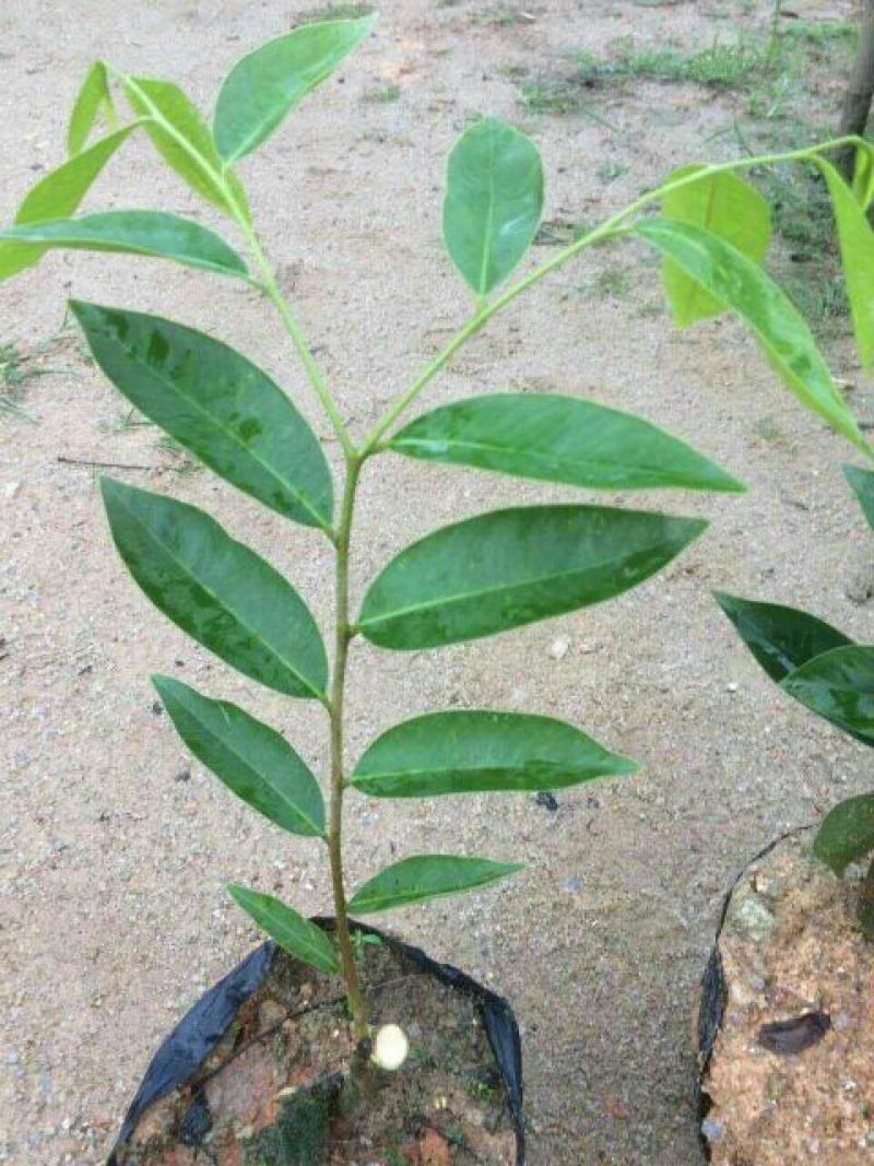 沉香绿奇楠苗10~19cm