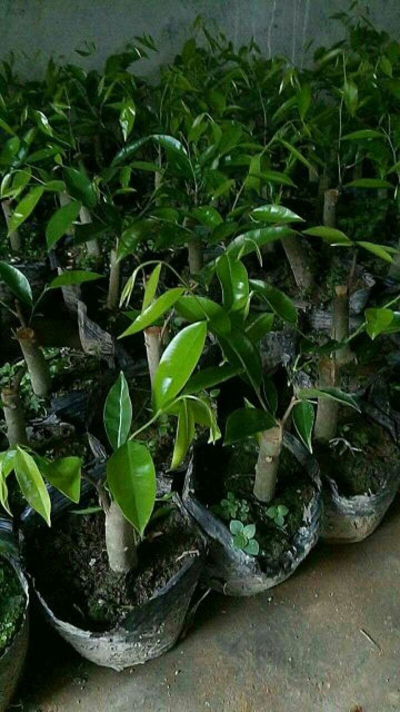 沉香绿奇楠苗10~19cm