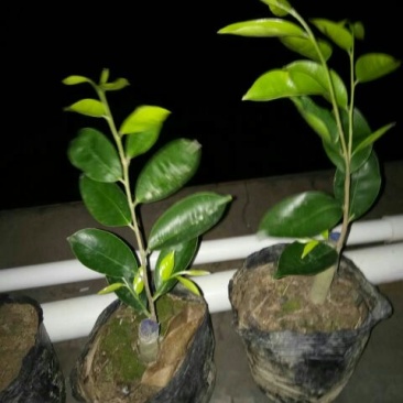 沉香绿奇楠苗10~19cm