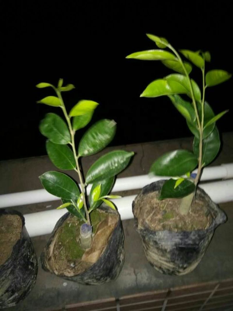 沉香绿奇楠苗10~19cm