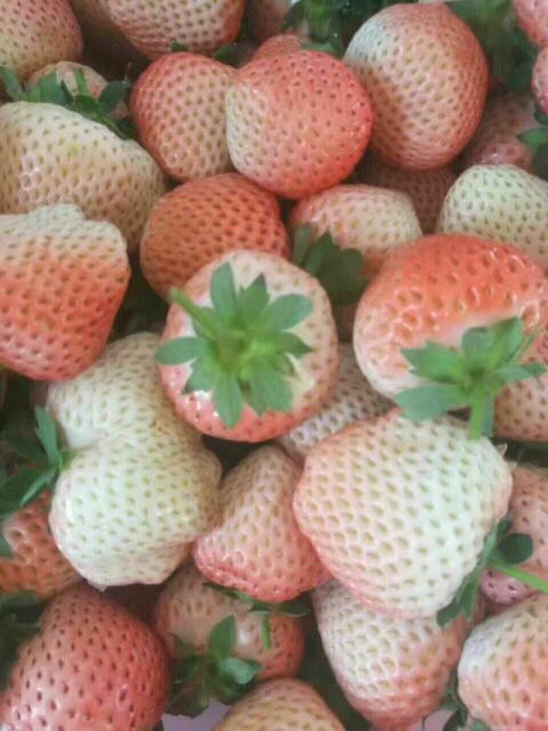 甜查理草莓苗10~20cm