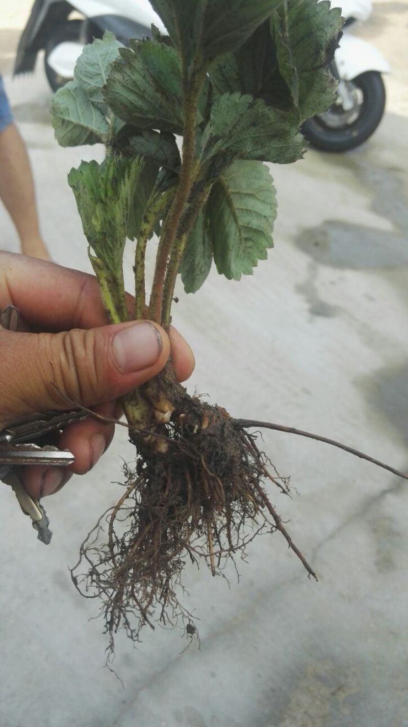 甜查理草莓苗10~20cm