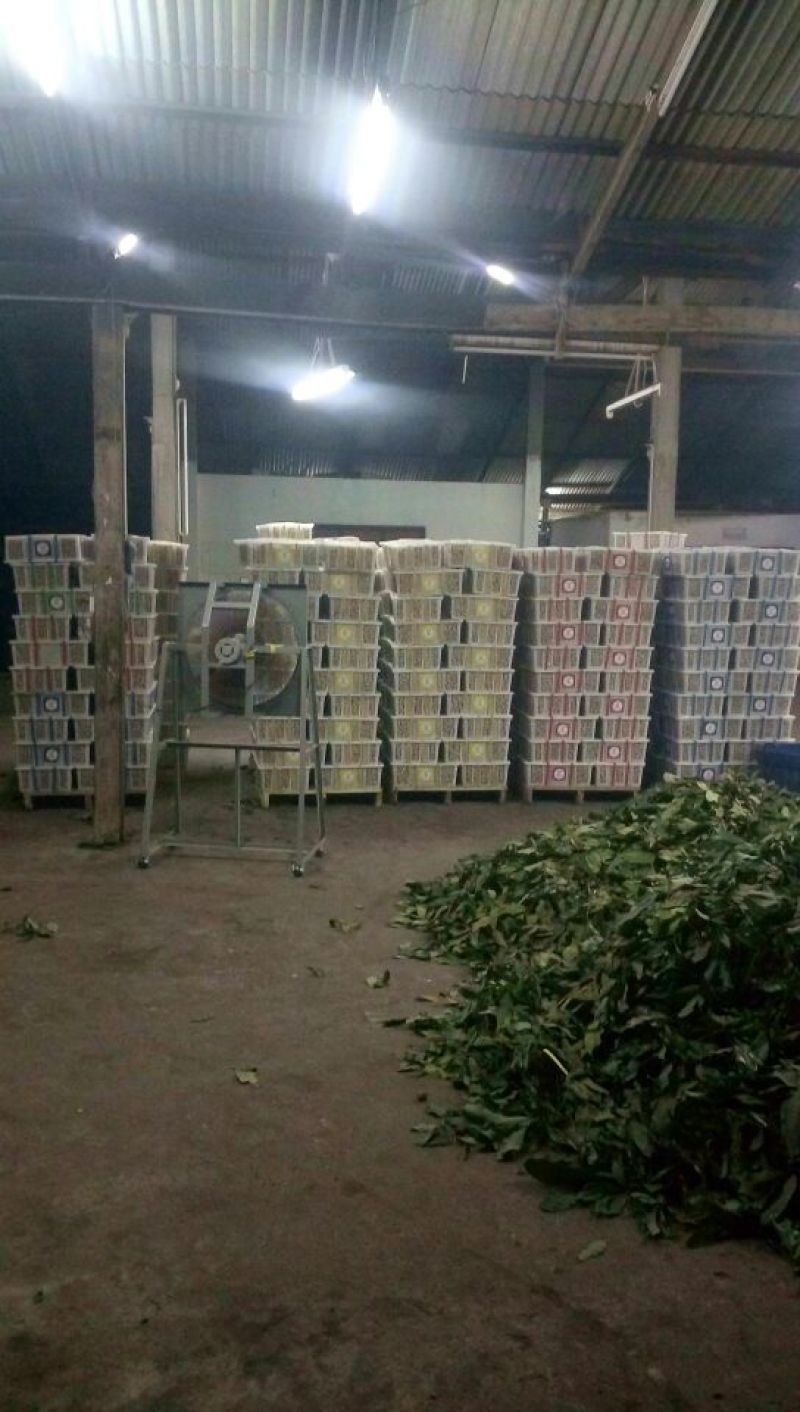 凤梨穗龙眼金标