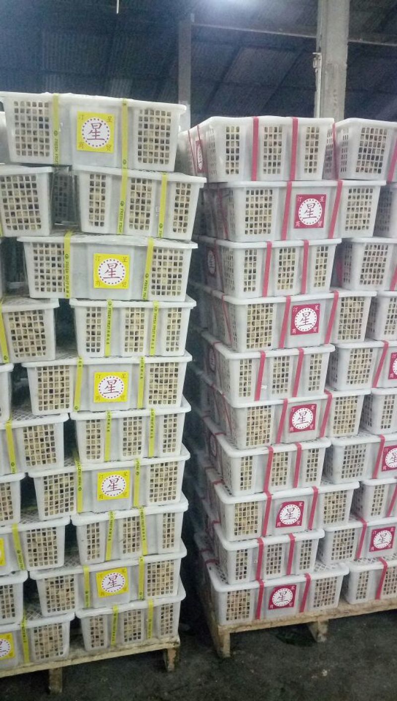 凤梨穗龙眼金标