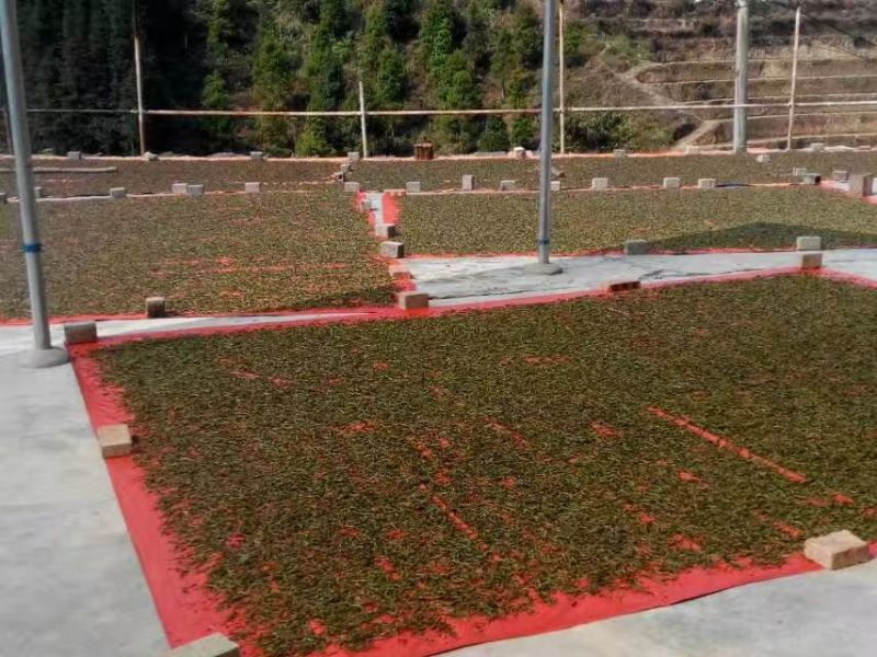 古树普洱茶一级