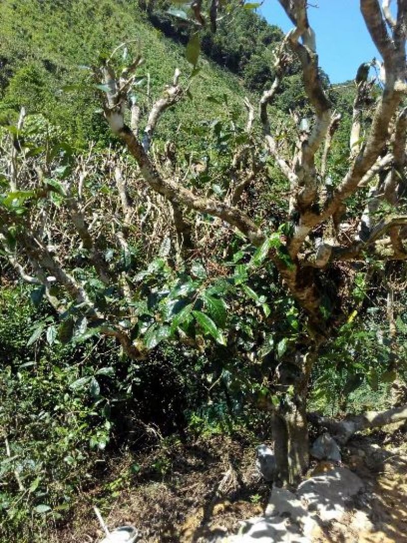 古树普洱茶一级