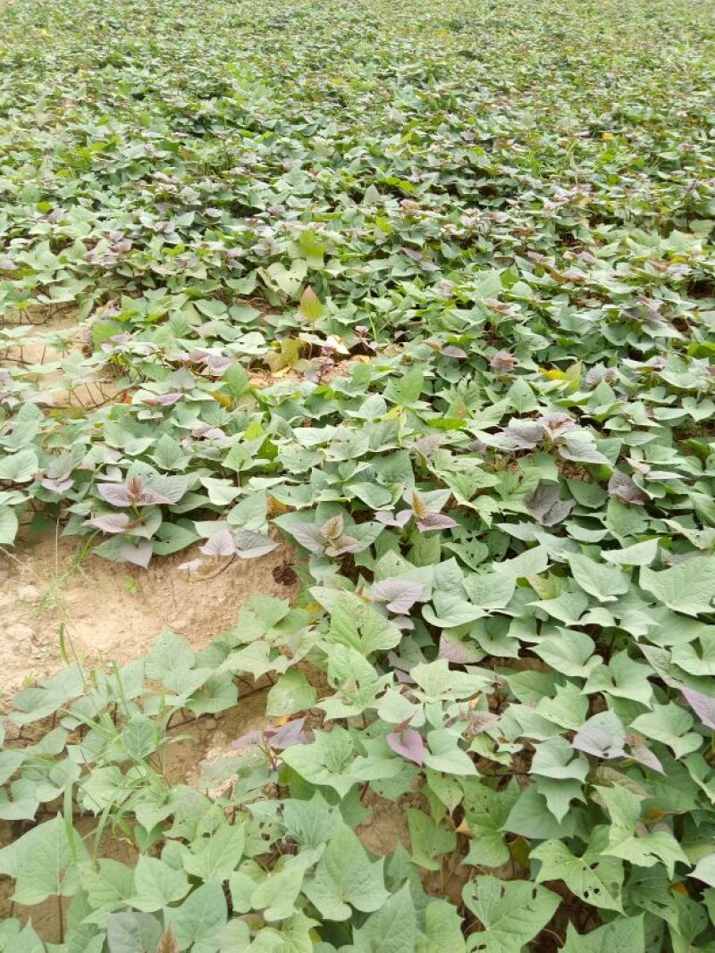地瓜干包装