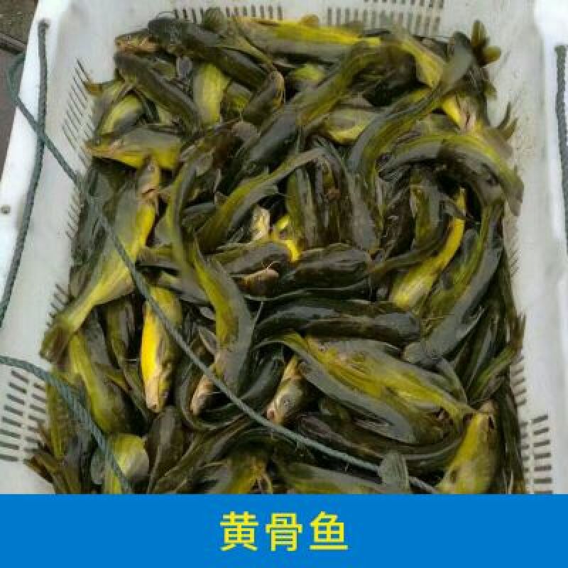 黑鱼淡水鱼苗销售