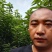 美早樱桃树苗，矮化樱桃苗，基地批发樱桃苗