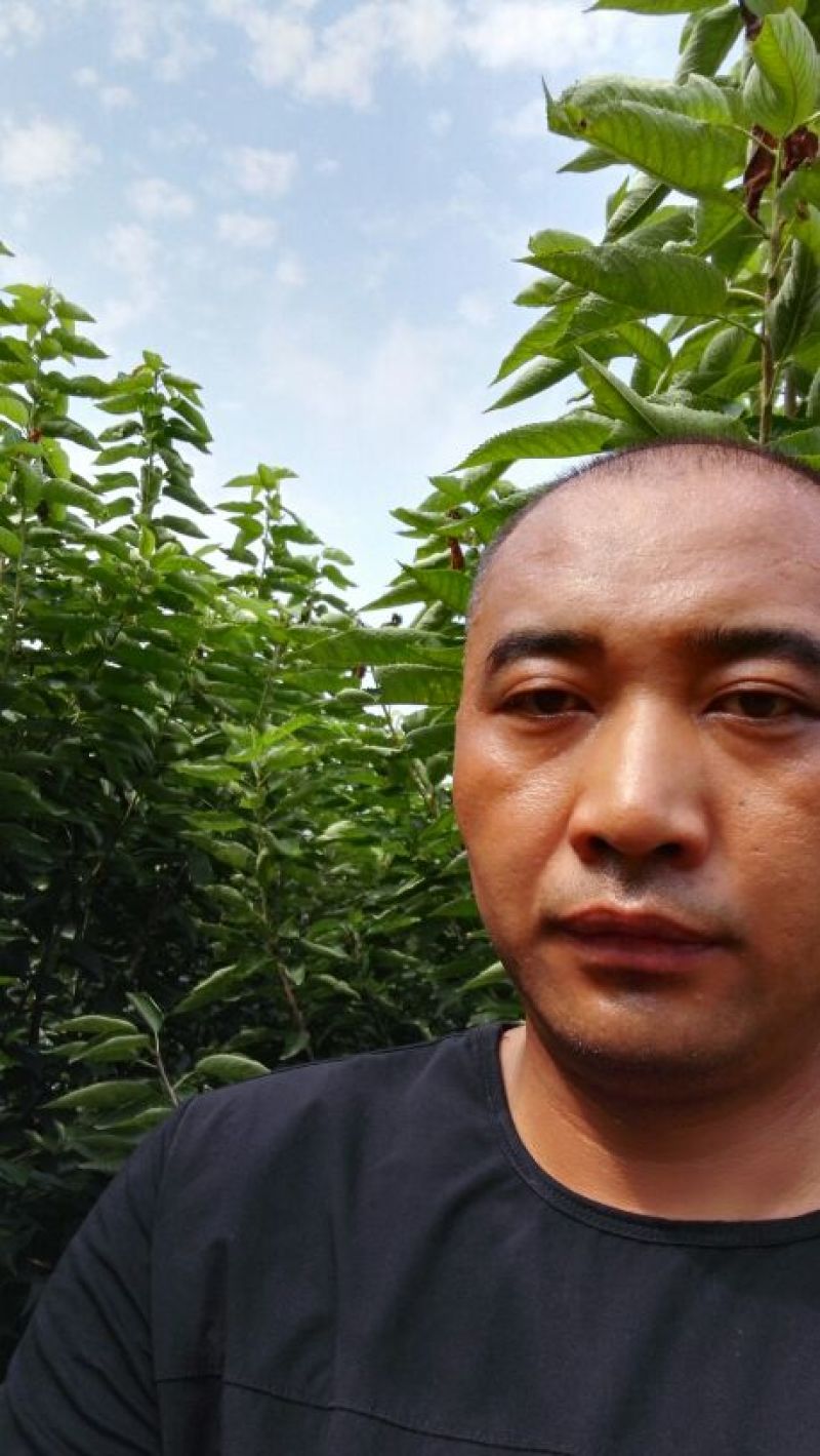 美早樱桃树苗，矮化樱桃苗，基地批发樱桃苗