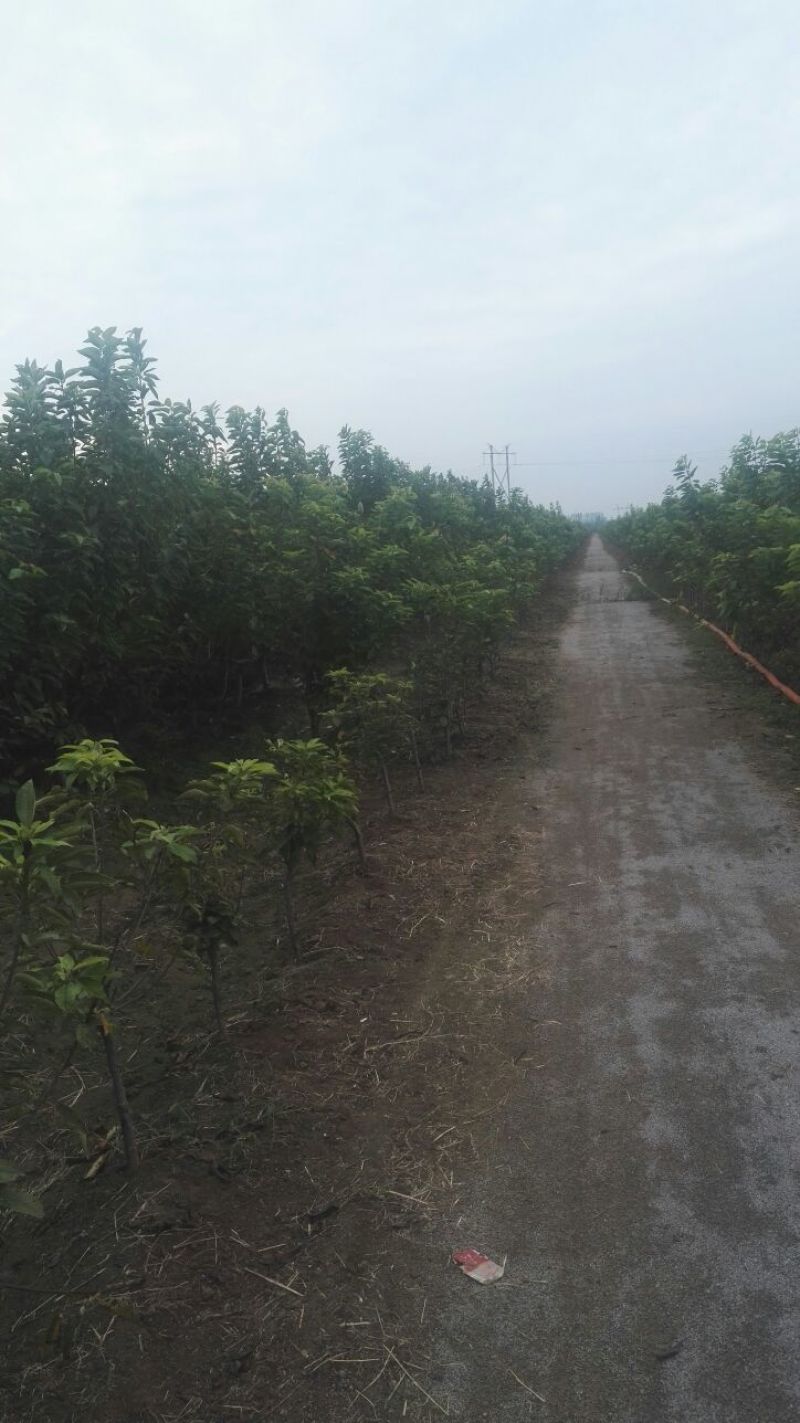 美早樱桃树苗，矮化樱桃苗，基地批发樱桃苗