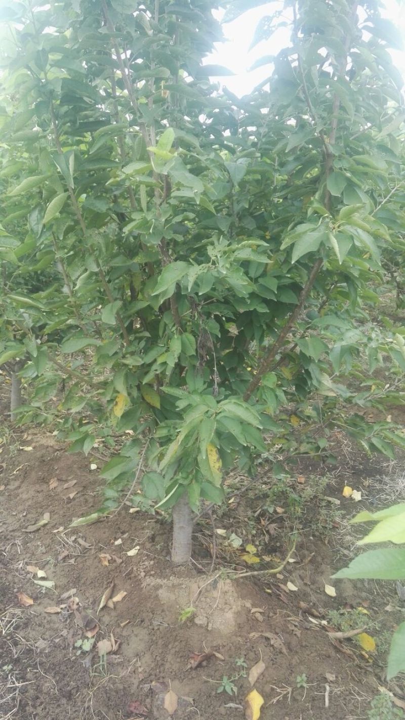 美早樱桃树苗，矮化樱桃苗，基地批发樱桃苗