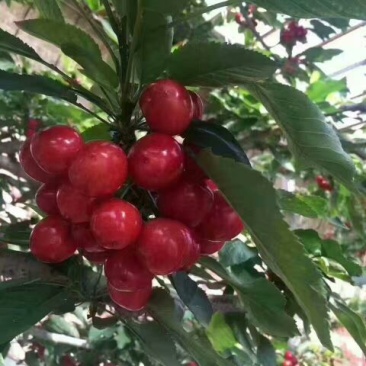 美早樱桃树苗，矮化樱桃苗，基地批发樱桃苗