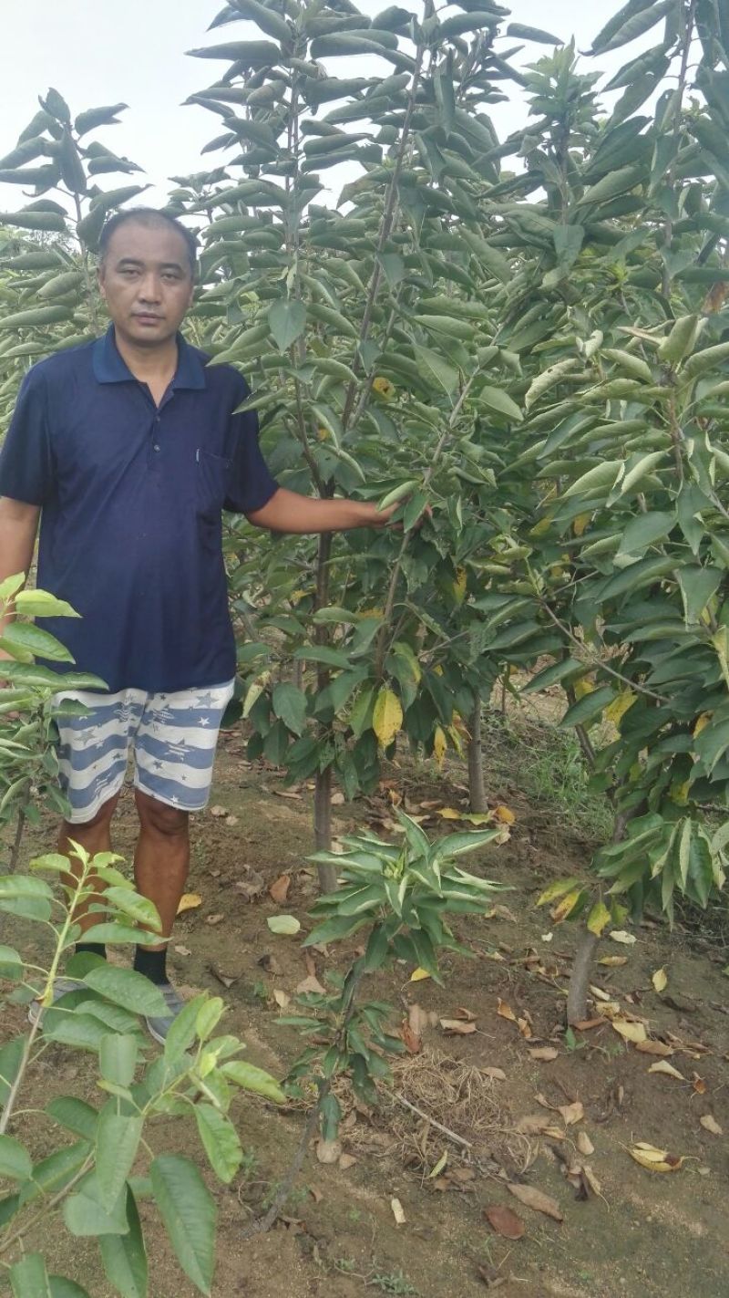 美早樱桃树苗，矮化樱桃苗，基地批发樱桃苗