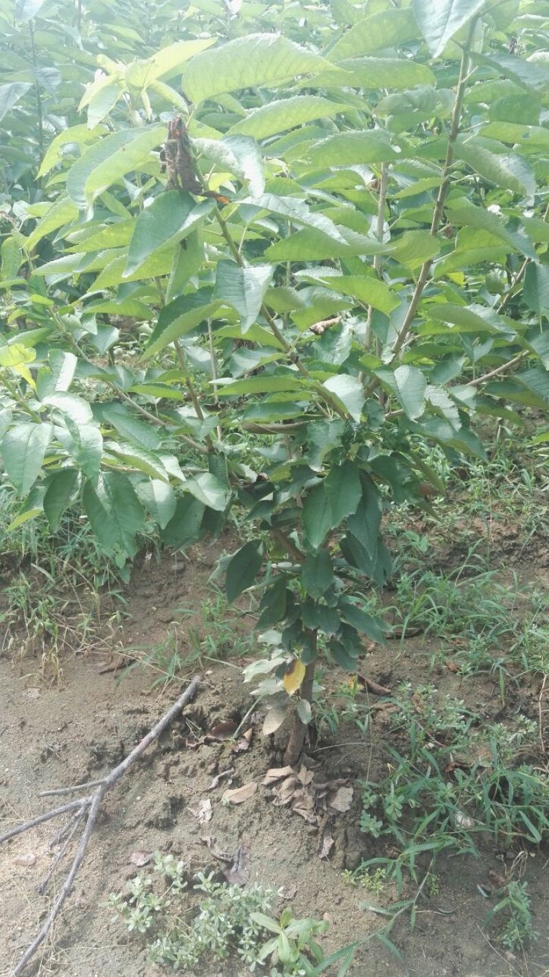 美早樱桃树苗，矮化樱桃苗，基地批发樱桃苗