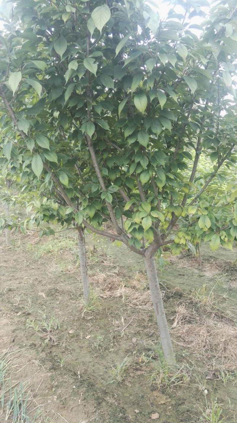 美早樱桃树苗，矮化樱桃苗，基地批发樱桃苗