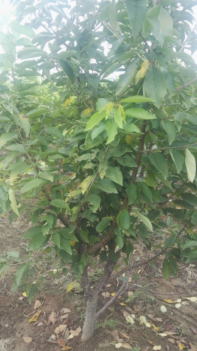 美早樱桃树苗，矮化樱桃苗，基地批发樱桃苗