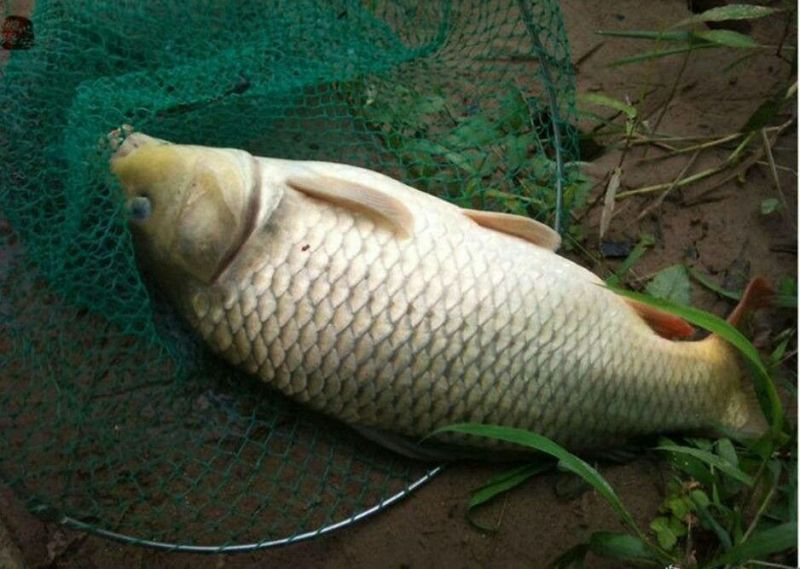 河鲤鱼3公斤以上食用