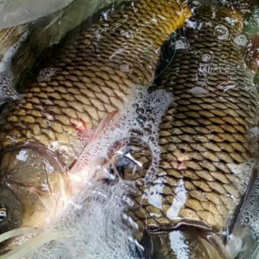 河鲤鱼3公斤以上食用