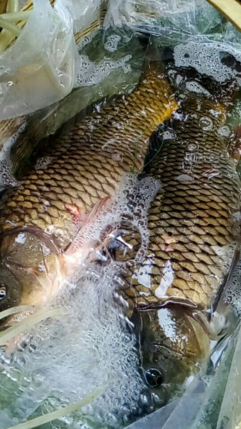 河鲤鱼3公斤以上食用