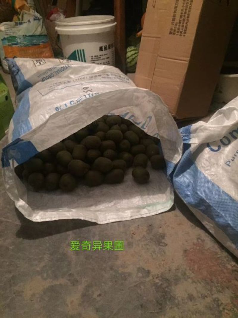 有需要的老板可以随时到果园看果（红阳红心猕猴桃）