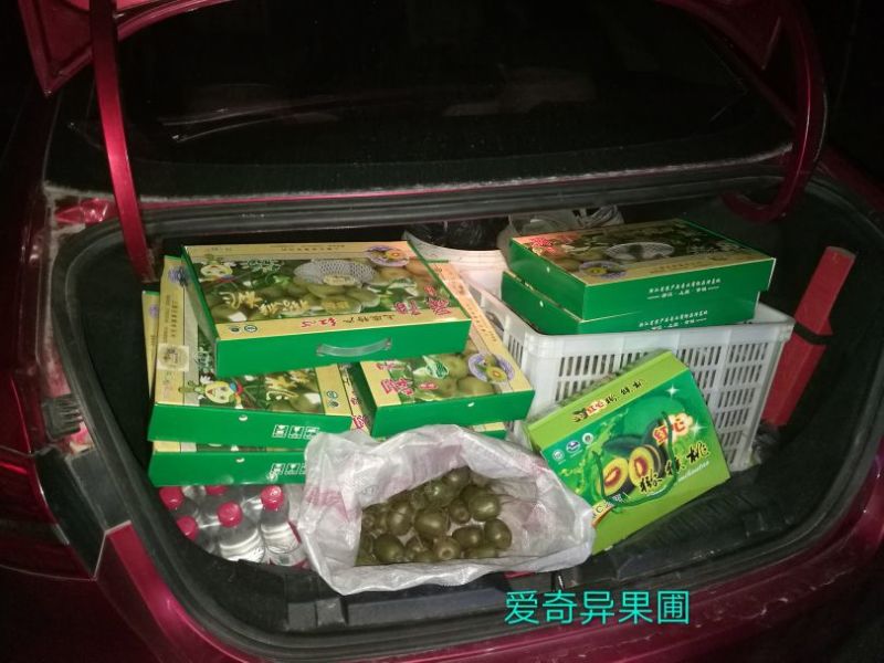 有需要的老板可以随时到果园看果（红阳红心猕猴桃）