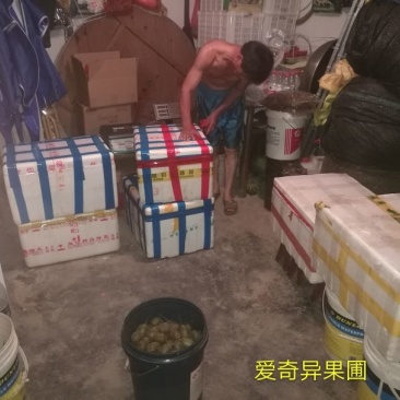 有需要的老板可以随时到果园看果（红阳红心猕猴桃）