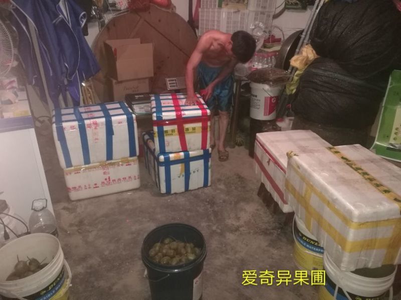 有需要的老板可以随时到果园看果（红阳红心猕猴桃）
