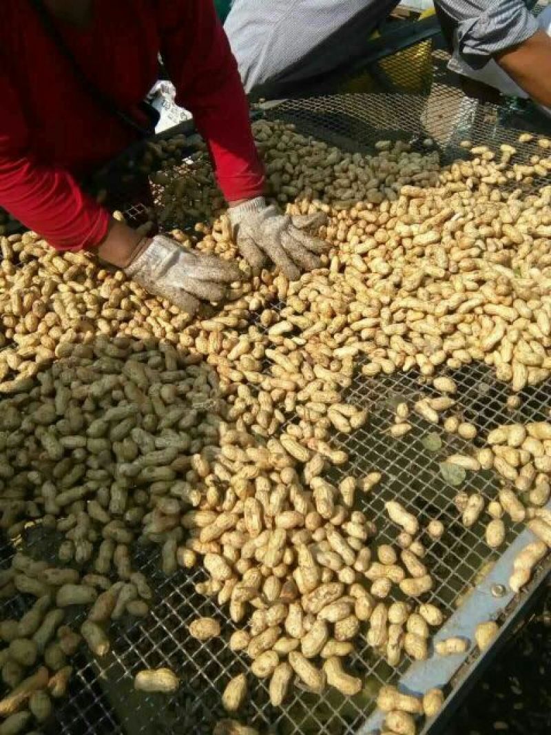 【热卖中】海花花生，过筛手捡，精品果，带壳鲜货，颗粒饱满
