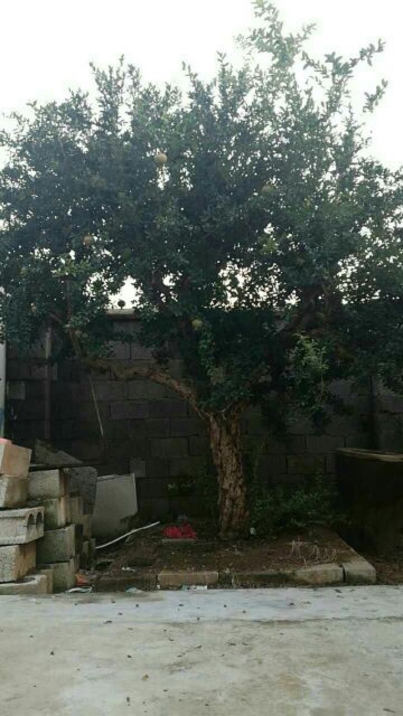 供应各种石榴树，直径20-40cm，丛生独干都有