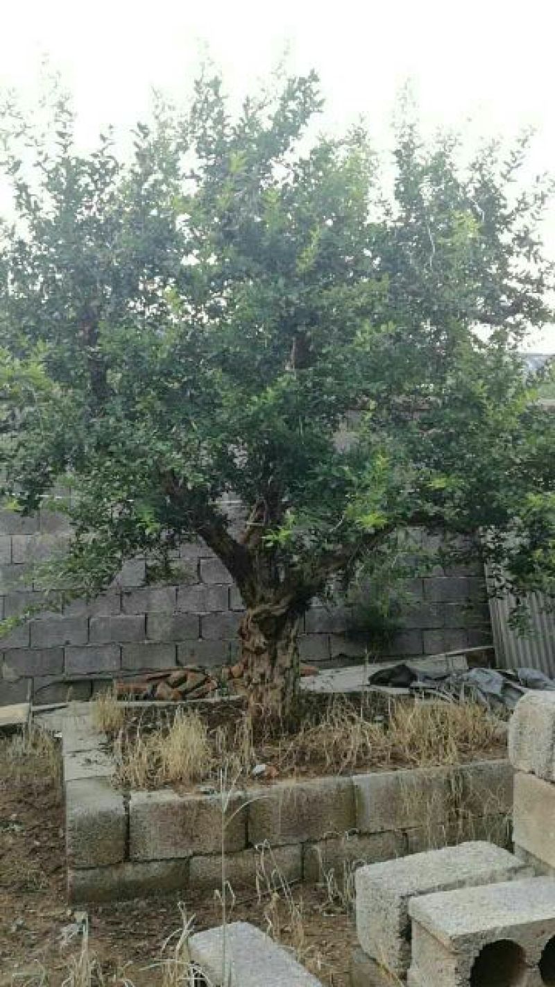 供应各种石榴树，直径20-40cm，丛生独干都有