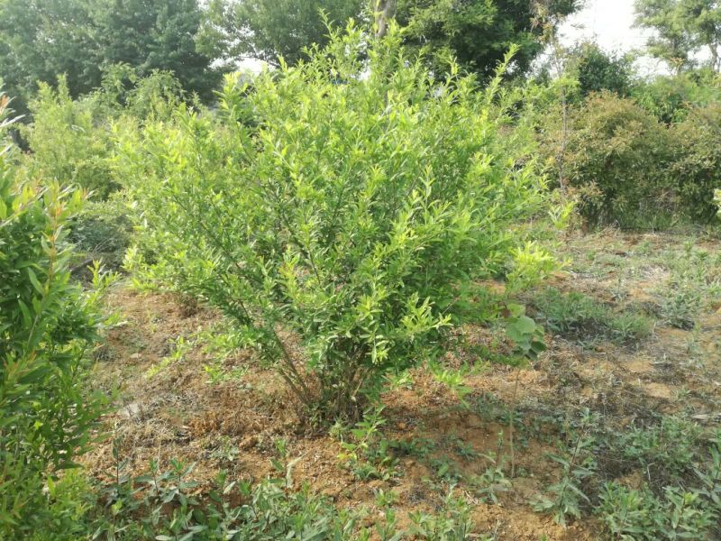 供应各种石榴树，直径20-40cm，丛生独干都有