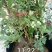 蓝莓苗30~50cm1~2年