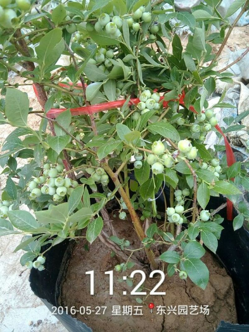 蓝莓苗30~50cm1~2年