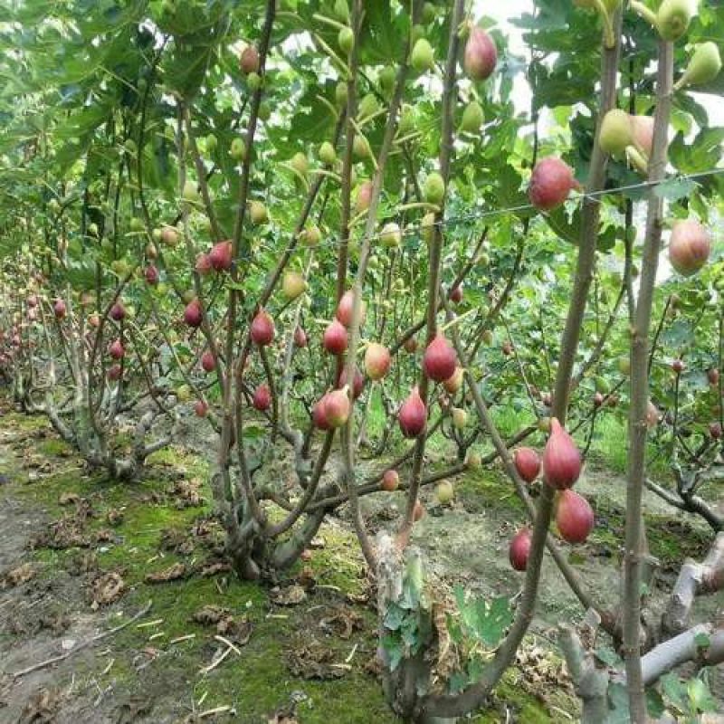 玛斯义陶芬无花果苗基地。。。直销欢迎选购