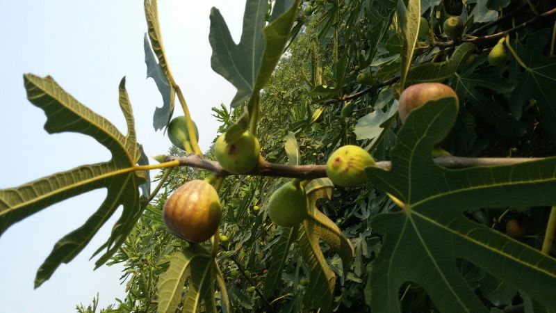 玛斯义陶芬无花果苗基地。。。直销欢迎选购