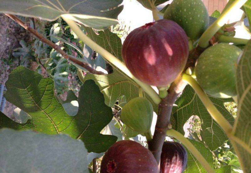玛斯义陶芬无花果苗基地。。。直销欢迎选购