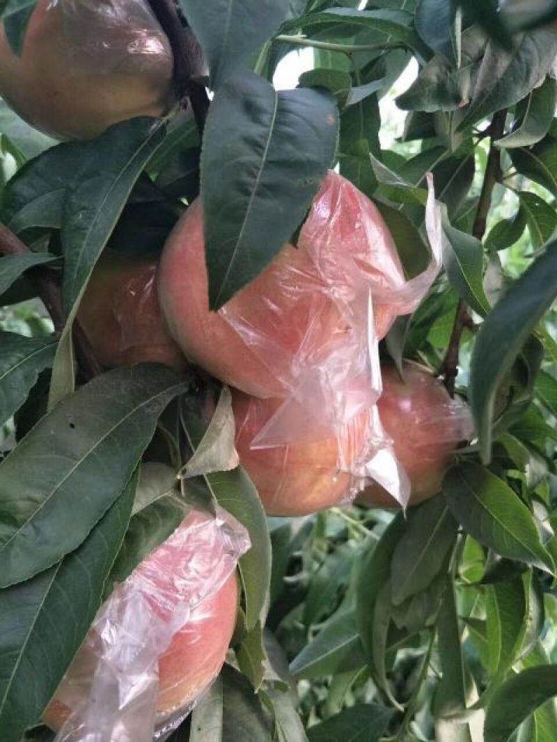 陕西阿不白毛桃，陕西毛桃产地直供，毛桃基地