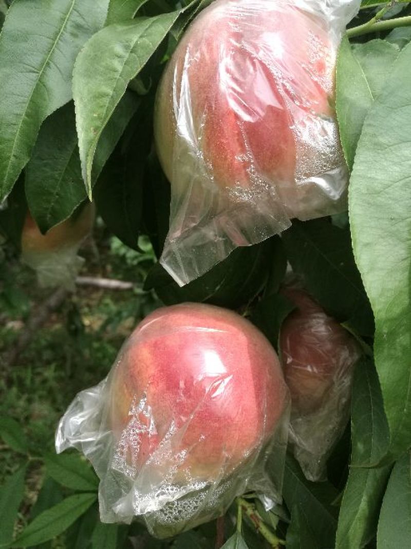 陕西阿不白毛桃，陕西毛桃产地直供，毛桃基地