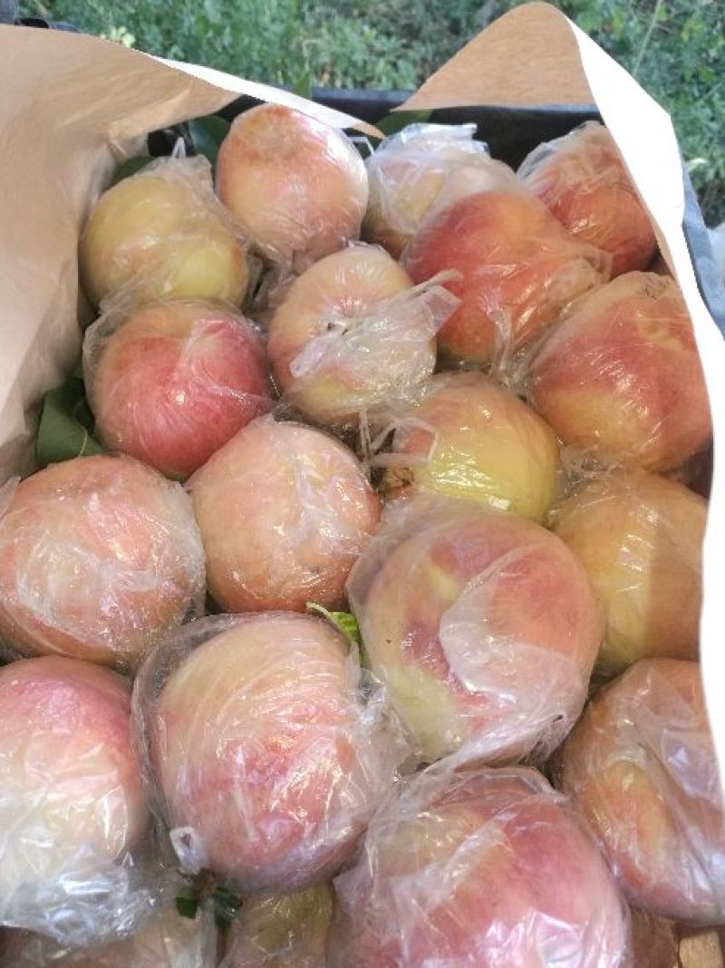 陕西阿不白毛桃，陕西毛桃产地直供，毛桃基地