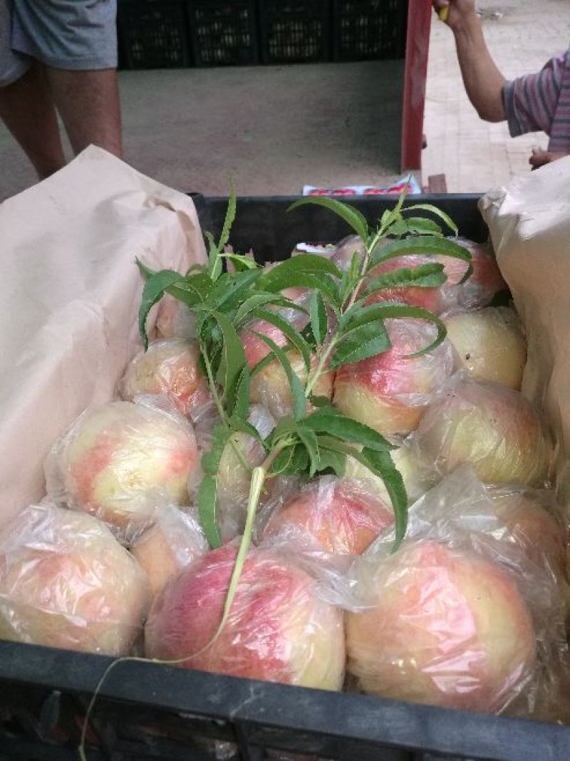 陕西阿不白毛桃，陕西毛桃产地直供，毛桃基地