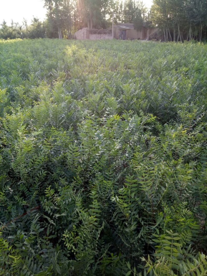 木瓜树30~50cm