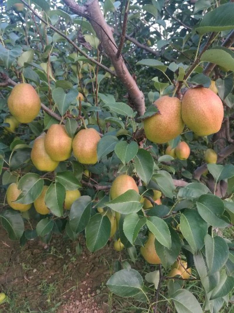 陕西大荔优质红香酥梨价格，红香酥梨基地价格